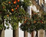 Tryp Jerez Hotel Picture 4