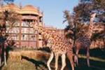 Disney's Animal Kingdom Lodge Picture 3