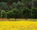 Yonca Lodge Boutique Hotel Picture 1