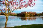 Disney's Polynesian Resort Picture 2