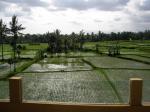 Holidays at Green Field Hotel and Bungalows in Gianyar, Ubud