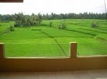 Green Field Hotel and Bungalows Picture 20